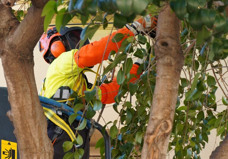 Treballs_de_poda_d'arbrat-2-20241008130146